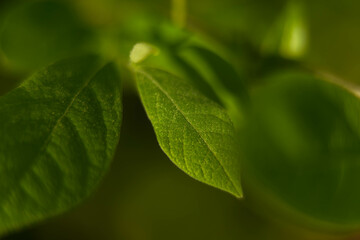 Green leaf