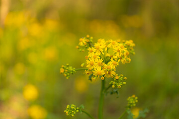field of flowers (landscape orientation)