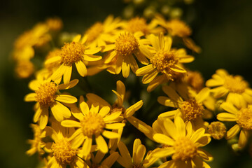 yellow flowers