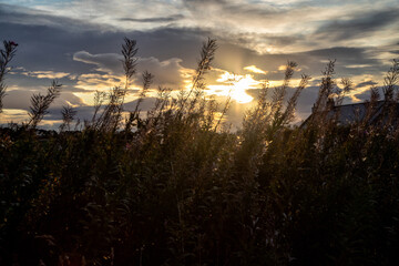 Sonnenuntergang &uuml;ber einer Wiesw