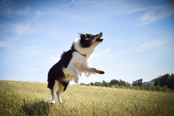 Border collie is jumping in the nature. He is so crazy dog on trip. Happy walking with dog. Summer day in nature with dog	