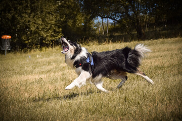 Border collie is jumping in the nature. He is so crazy dog on trip. Happy walking with dog. Summer day in nature with dog	