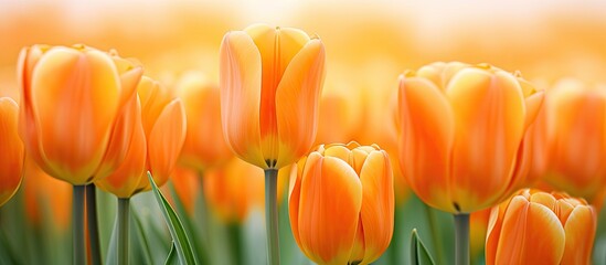 Close up of an orange tulip in a field full of tulips