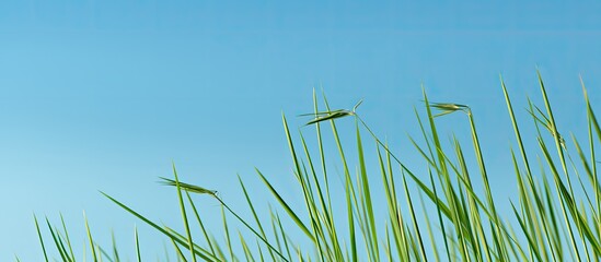 Wallpaper depicting a green reed set against a backdrop of a blue sky