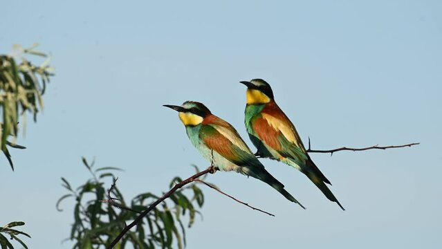 European bee eater Merops apiaster. The two bird sits on a branch. The bird flies away. Close up. Slow motion.