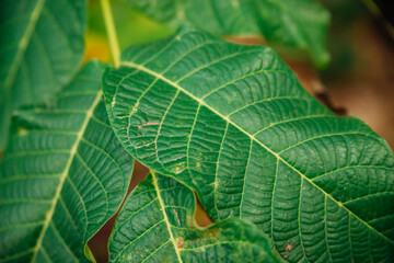 Green walnut leaves on a branch close-up. Beautiful uneven texture. Abstract natural background. Autumn leaf.