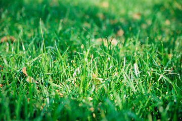 Green grass, close-up. Natural background. The texture of green, juicy grass in the rays of the bright sun.