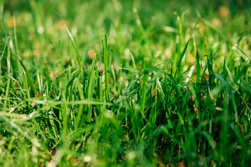 Green grass, close-up. Natural background. The texture of green, juicy grass in the rays of the bright sun.
