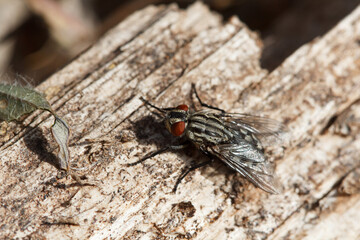 Mosca de la especie Sarcophaga carnaria sobre tronco de arbol en descomposición, Bocairent, España