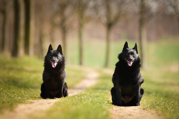 Two dogs of schipperke are sitting in grass. Summer day in nature with dogs. walk with dog.	