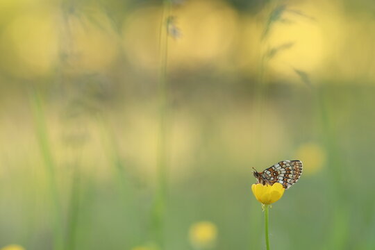una farfalla melitaea athalia su un fiore giallo di ranuncolo in estate al tramonto