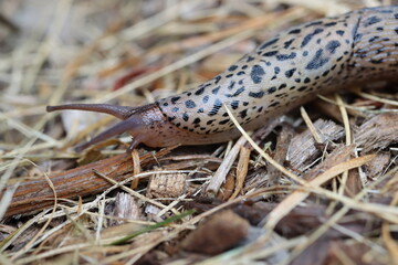 Closeup of a leopard slug on the ground