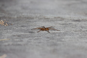 On the ground with a wolf spider