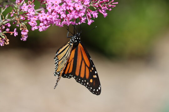 A monarch butterfly dangling from a butterfly bush