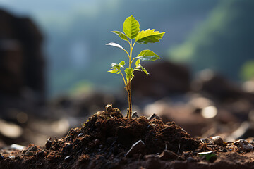 Young Plant Growing In Sunlight