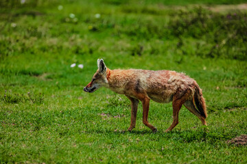 Portrait of a golden jackal/gold wolf in a natural environment
