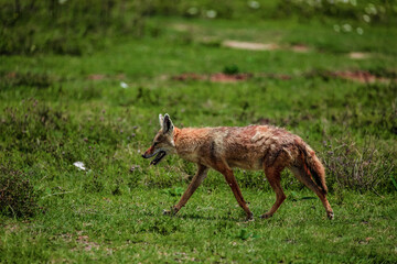 Portrait of a golden jackal/gold wolf in a natural environment