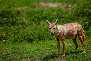 Portrait of a golden jackal/gold wolf in a natural environment