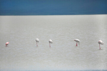pink flamingos during a brilliant sunset