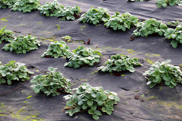 Growing strawberries using black agrofiber