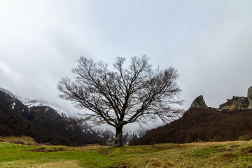Árbol Solitario en Paisaje de Montaña: Naturaleza y Serenidad