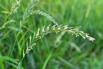 Grass weed creeping (Elymus repens) wheat grows in the field