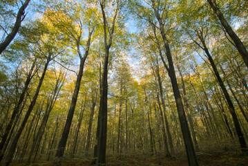 Broadleaved beech woodland in autumn 