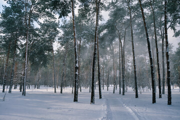 winter park landscape with trees covered with snow