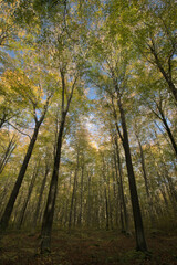 Broadleaved beech woodland in autumn 