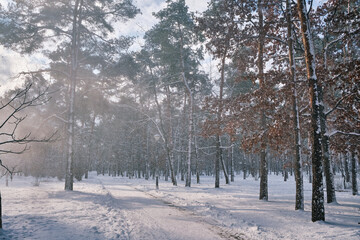 Winter Wonderland: Sunlit Snowfall Amidst Pine Trees