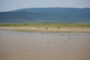 pink flamingos during a brilliant sunset