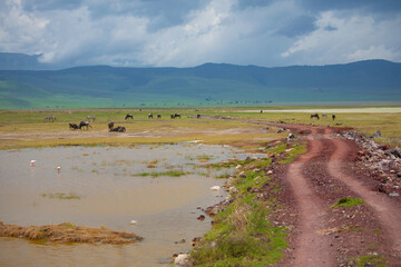 Landscapes of Ngorongoro crater, Ngorongoro national park
