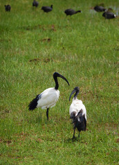 african black mand white sacred ibis in nature
