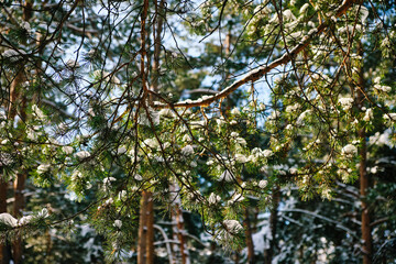 Pine trees covered with snow on frosty evening.