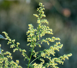 Annual wormwood (Artemisia annua) grows in nature