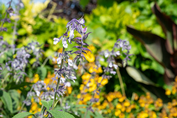 Waverly sage salvia flowers in bloom