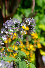 Waverly sage salvia flowers in bloom