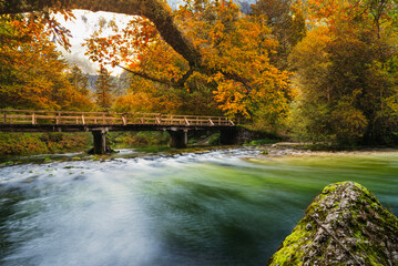 autumn in the forest