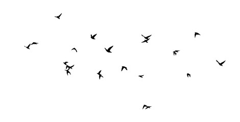 Flying birds silhouette flock. hand drawing. Not AI, Illustrat3. Vector illustration