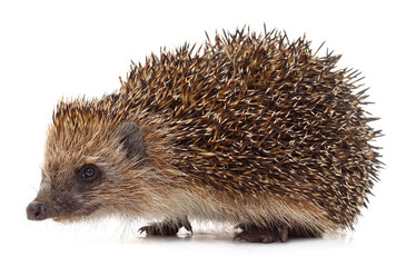 One hedgehog isolated.