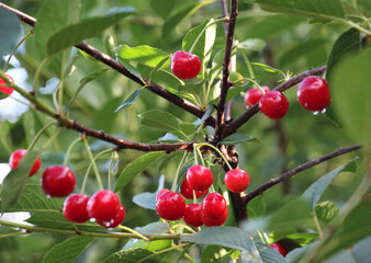 Cherry fruits ripen on a tree branch