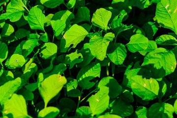 Fototapeta na wymiar Spinach leaves are commonly used in various cuisines around the world and are known for their rich nutritional content, including vitamins, minerals, and fiber.