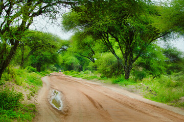 African savanna landscape In Tanzania national park
