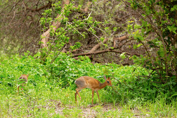 Naklejka na ściany i meble Dik dik antelope in Tarangire National Park, Tanzania.