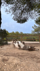 Donkey's Rolling Sequence: From Ground to Standing. Jenny, Burro, Ass.