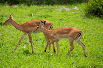 Grant's gazelle male buck closeup in park Tanzania