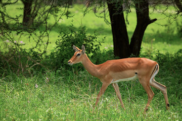 Grant's gazelle male buck closeup in park Tanzania