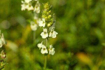 Flowers of a Sideritis endressii plant