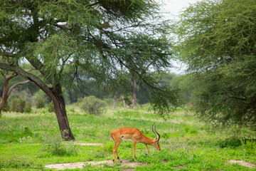Grant's gazelle male buck closeup in park Tanzania