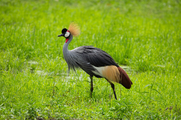 Grey crowned crane (Balearica regulorum) in savannah